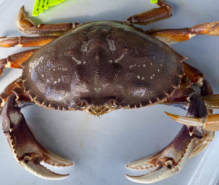 How To Go Crabbing On The Oregon Coast The Ultimate Guide The Wild